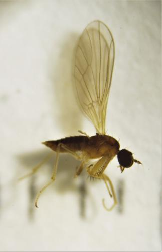Chelipoda vocatoria